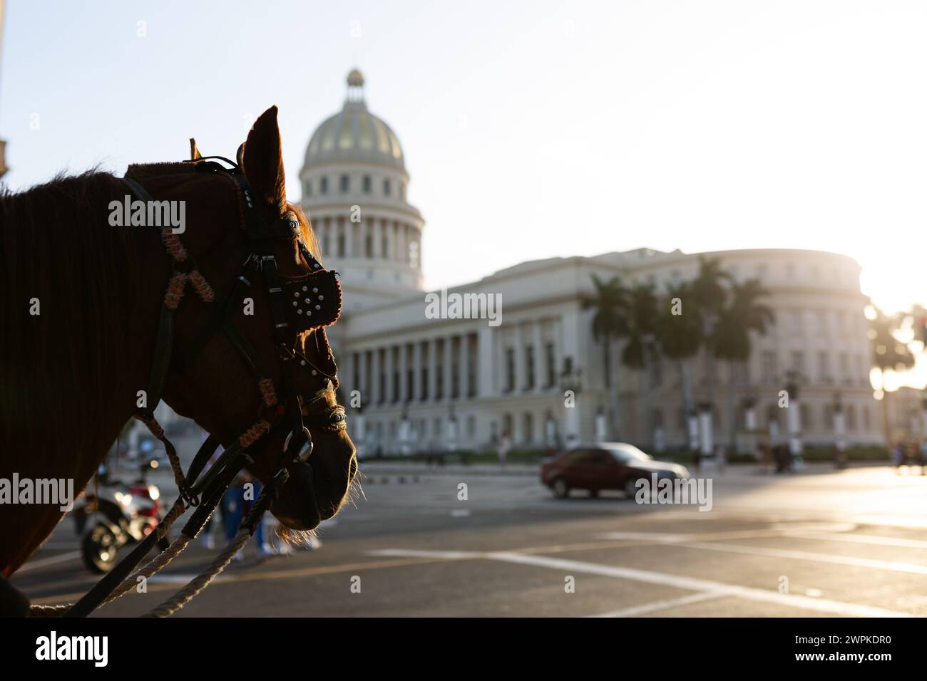 A horse poised before Havana Cuba's iconic capital Stock Photo