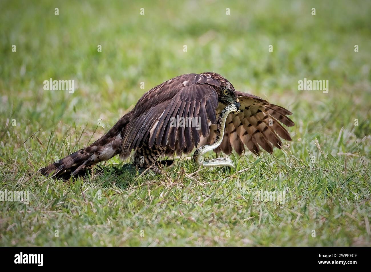 Kayu bakar hi-res stock photography and images - Alamy