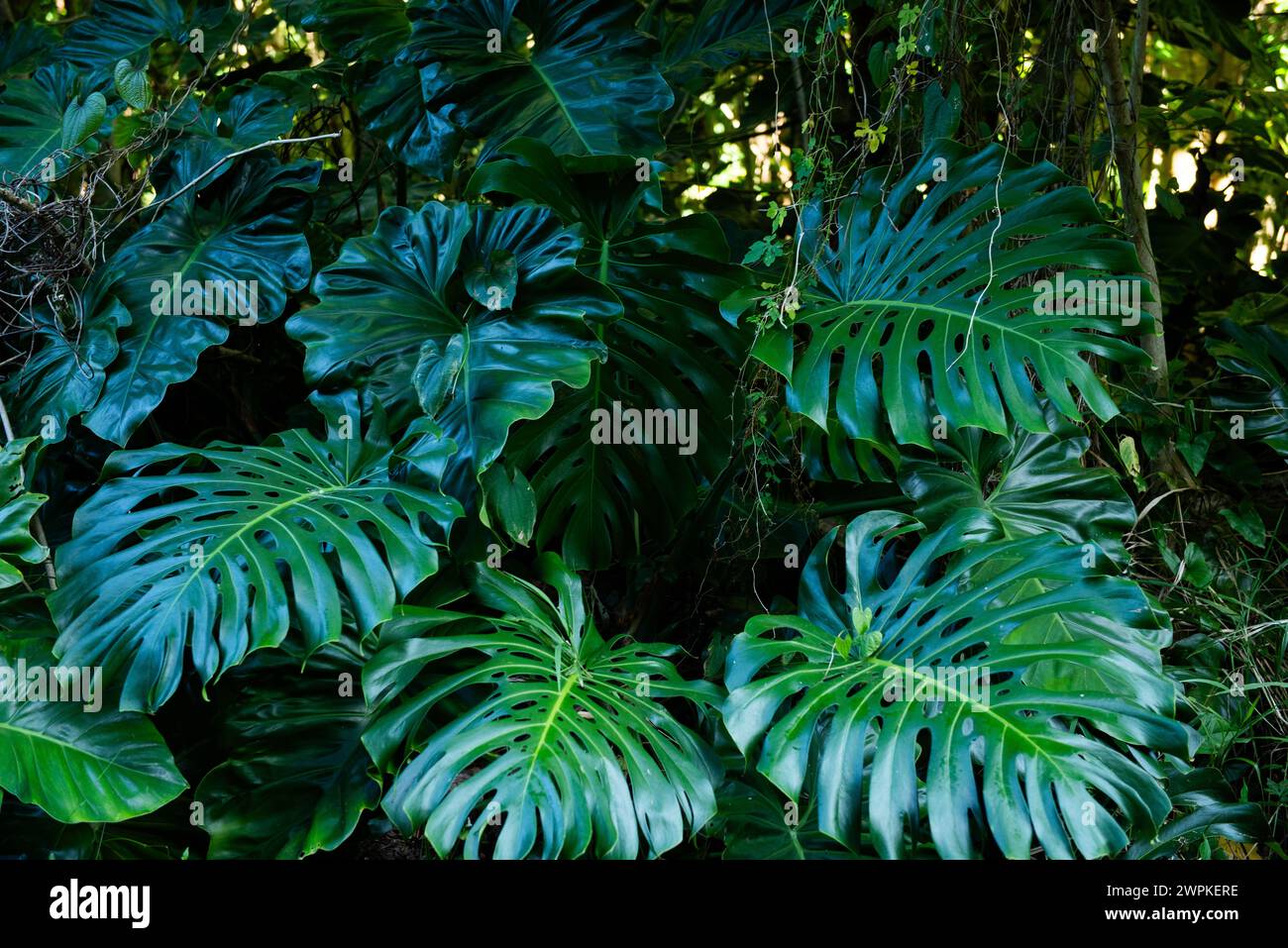 philodendron melanochrysum small leaves Philodendron melanochrysum Orange – Amazon Garden Thailand main image 1