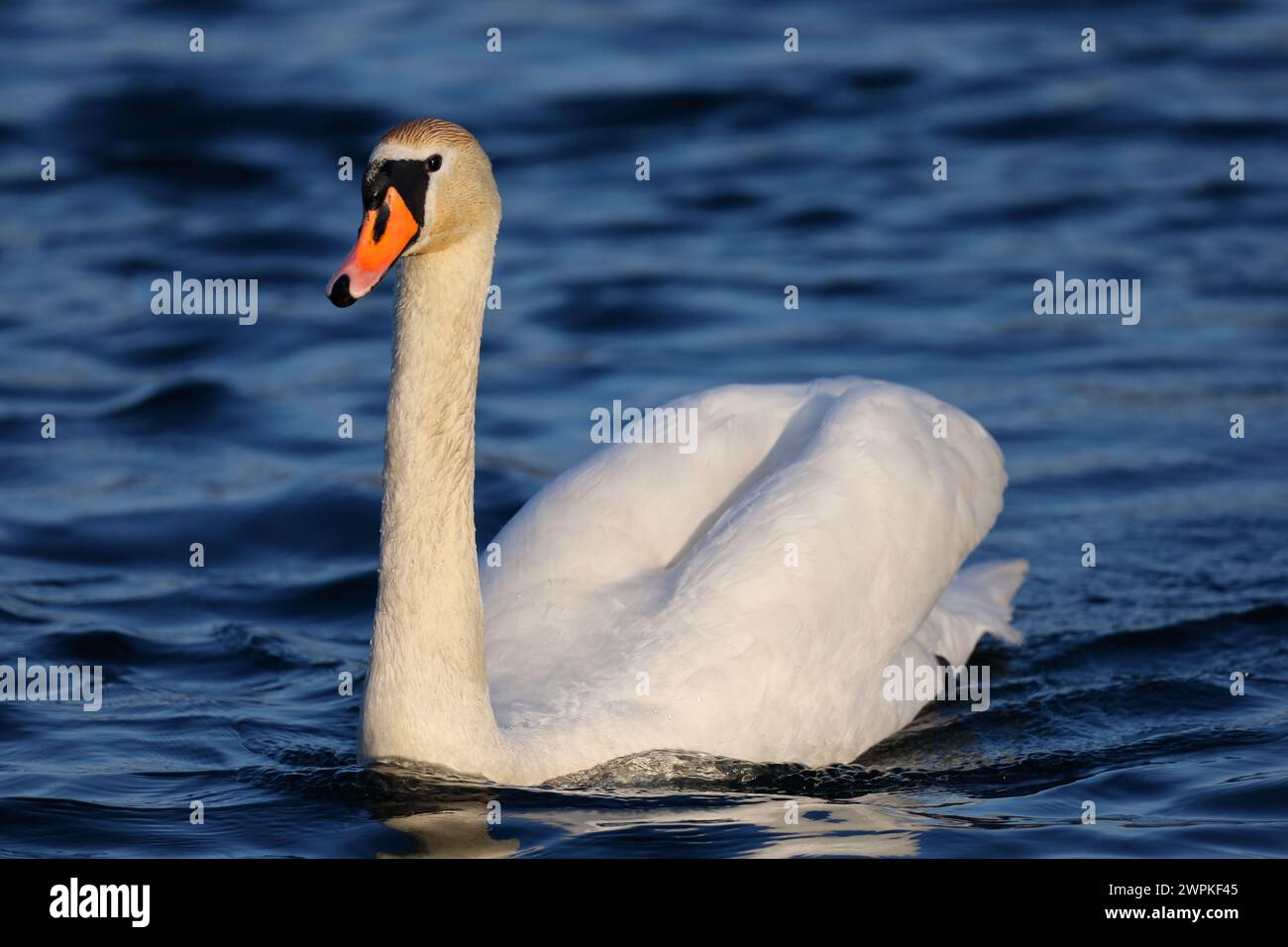 Portrait of a mute swan on the lake. Stock Photo
