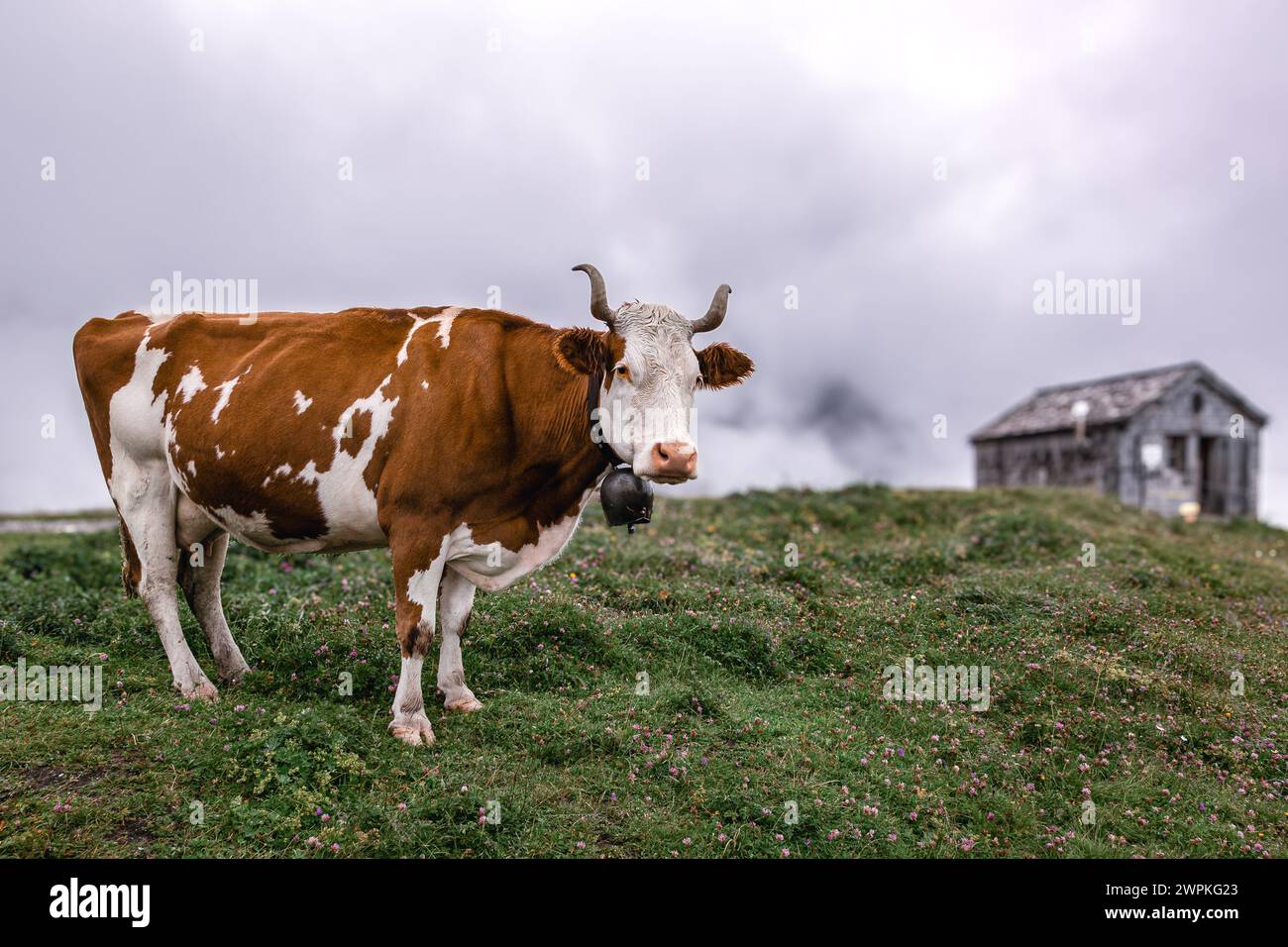 Alpine cow Switzerland Alpine meadows Stock Photo