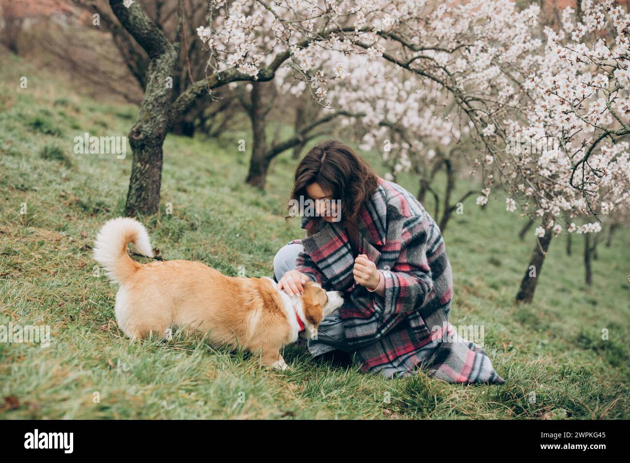 Young woman with corgi dog in almond blossom garden in Prague Stock Photo