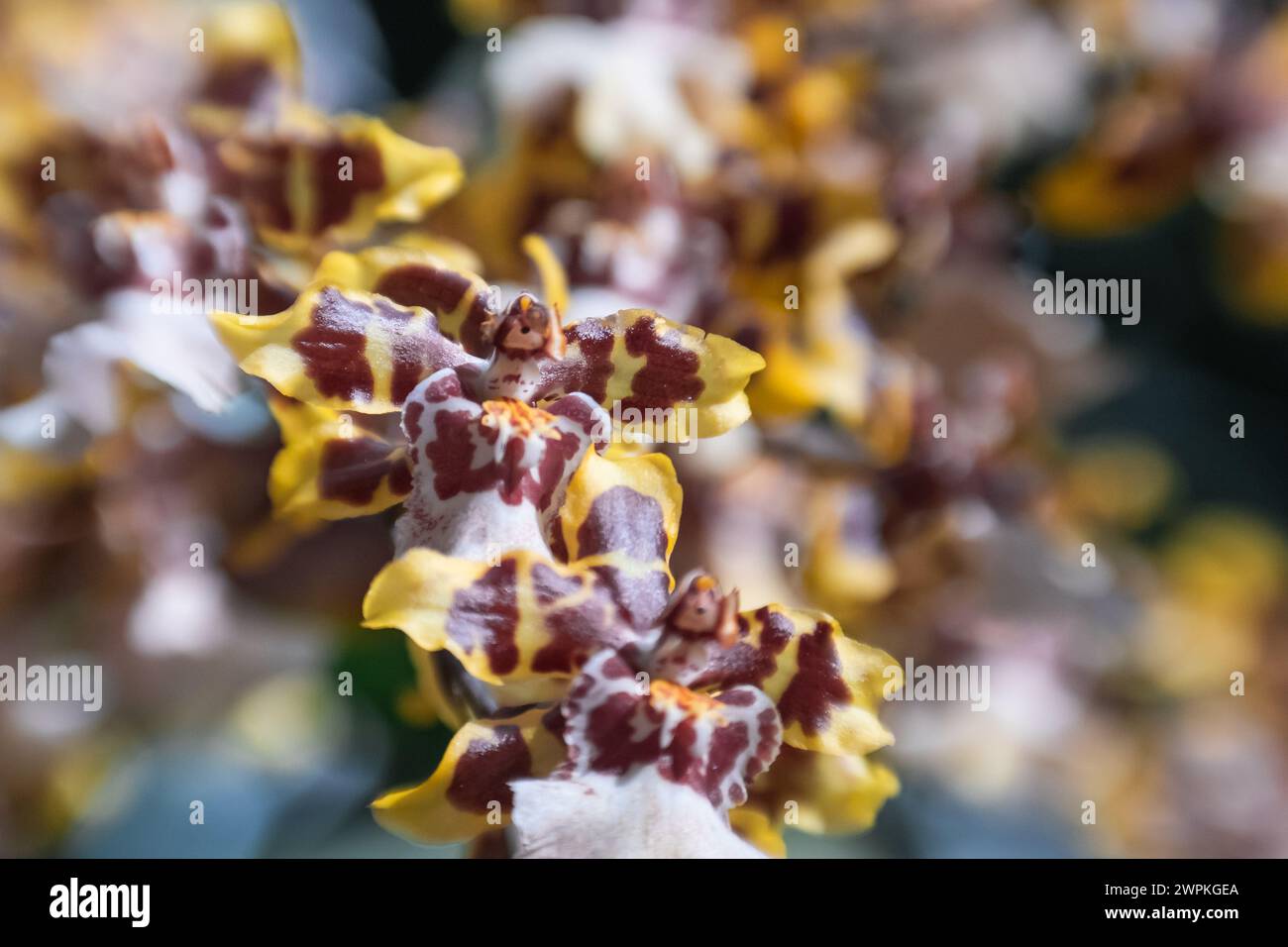 Closeup of white, yellow, and burgundy Oncidium 'Tiger Orchid.' Stock Photo