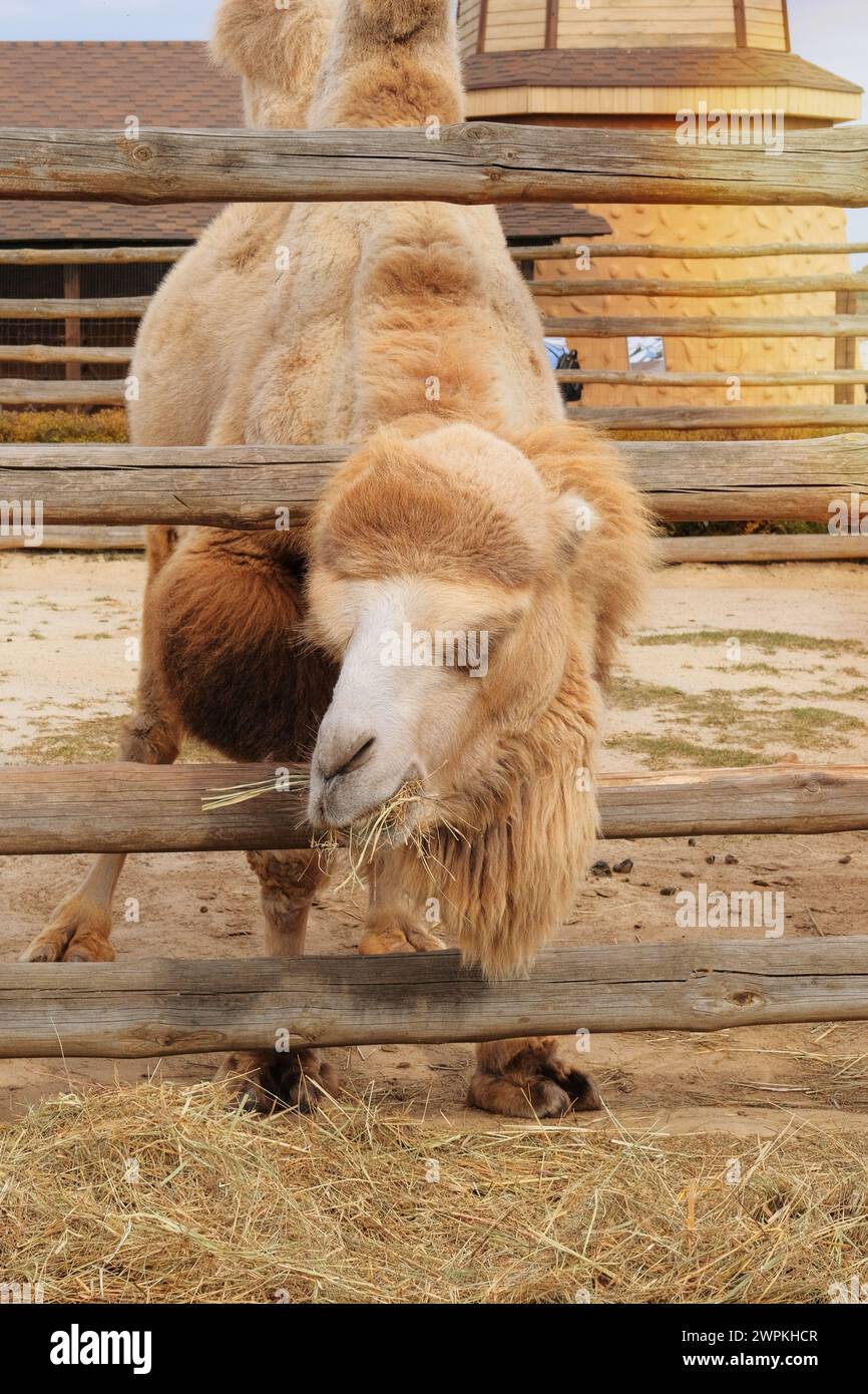 Camel eating hay at zoo. Camels can survive for long periods without food or drink, chiefly by using up the fat reserves in their humps. Keeping wild Stock Photo