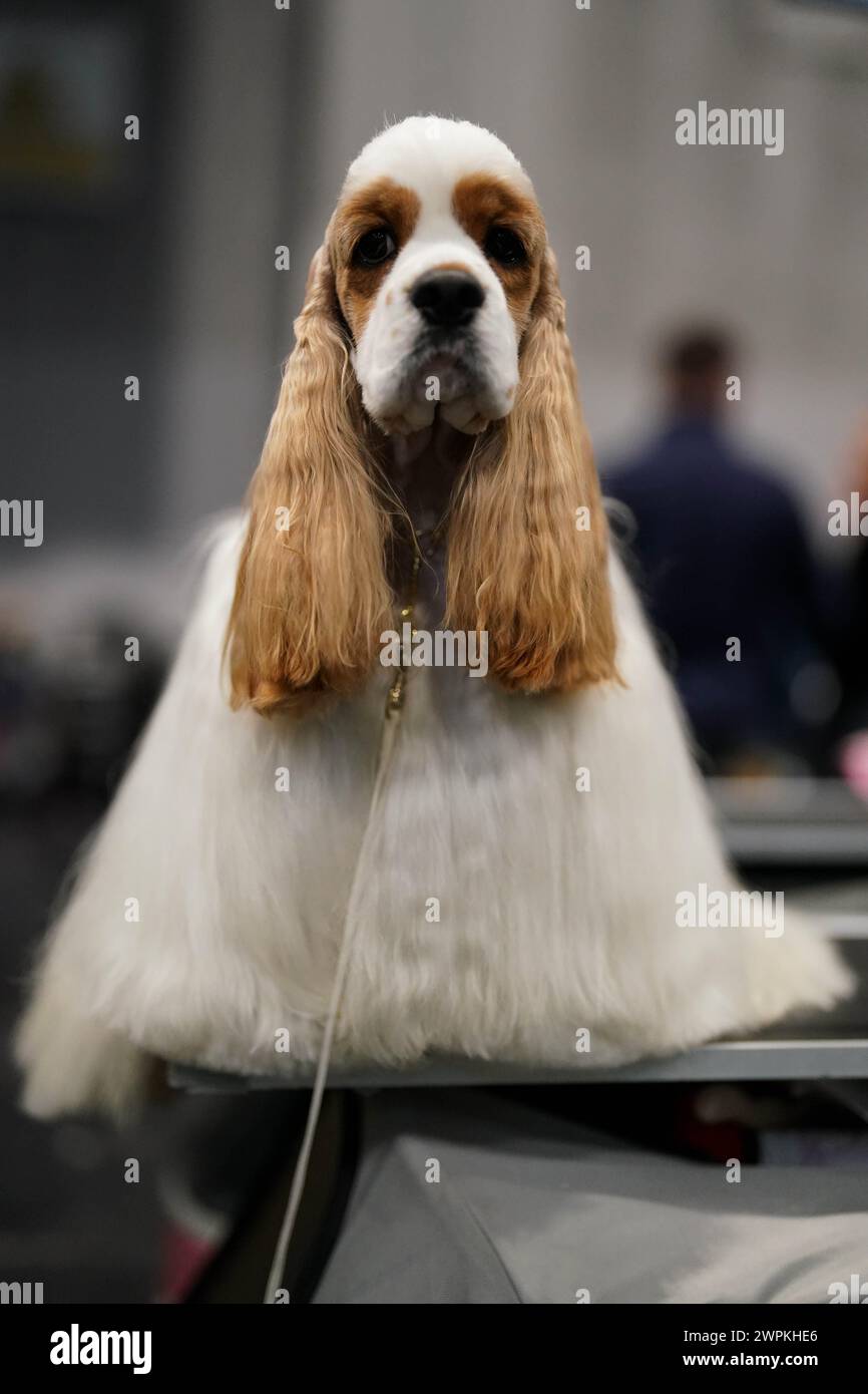 An American Cocker Spaniel waits to be groomed on day two of the Crufts
