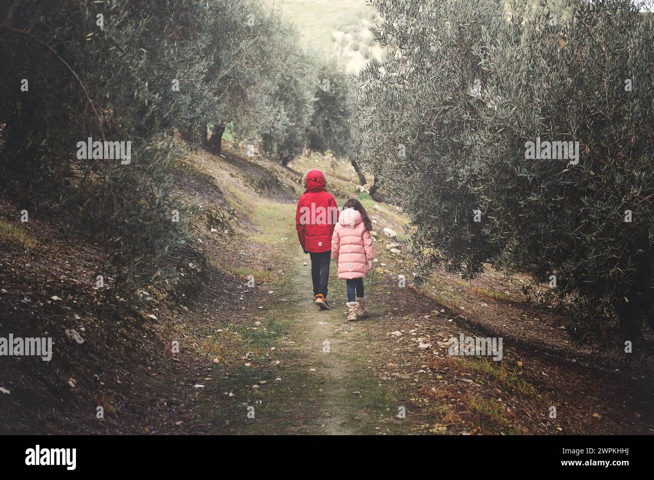 Rear view of two kids in warm winter clothes walking along the olive trees lined forest path in the mountain valley, surrounded by the tranquility of Stock Photo
