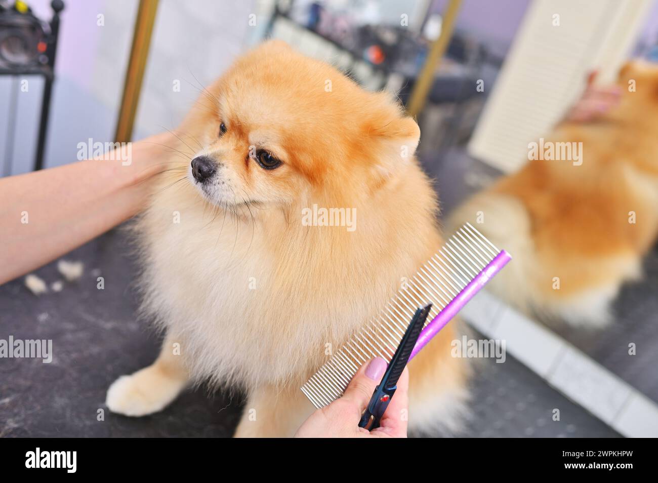 Pomeranian comb online
