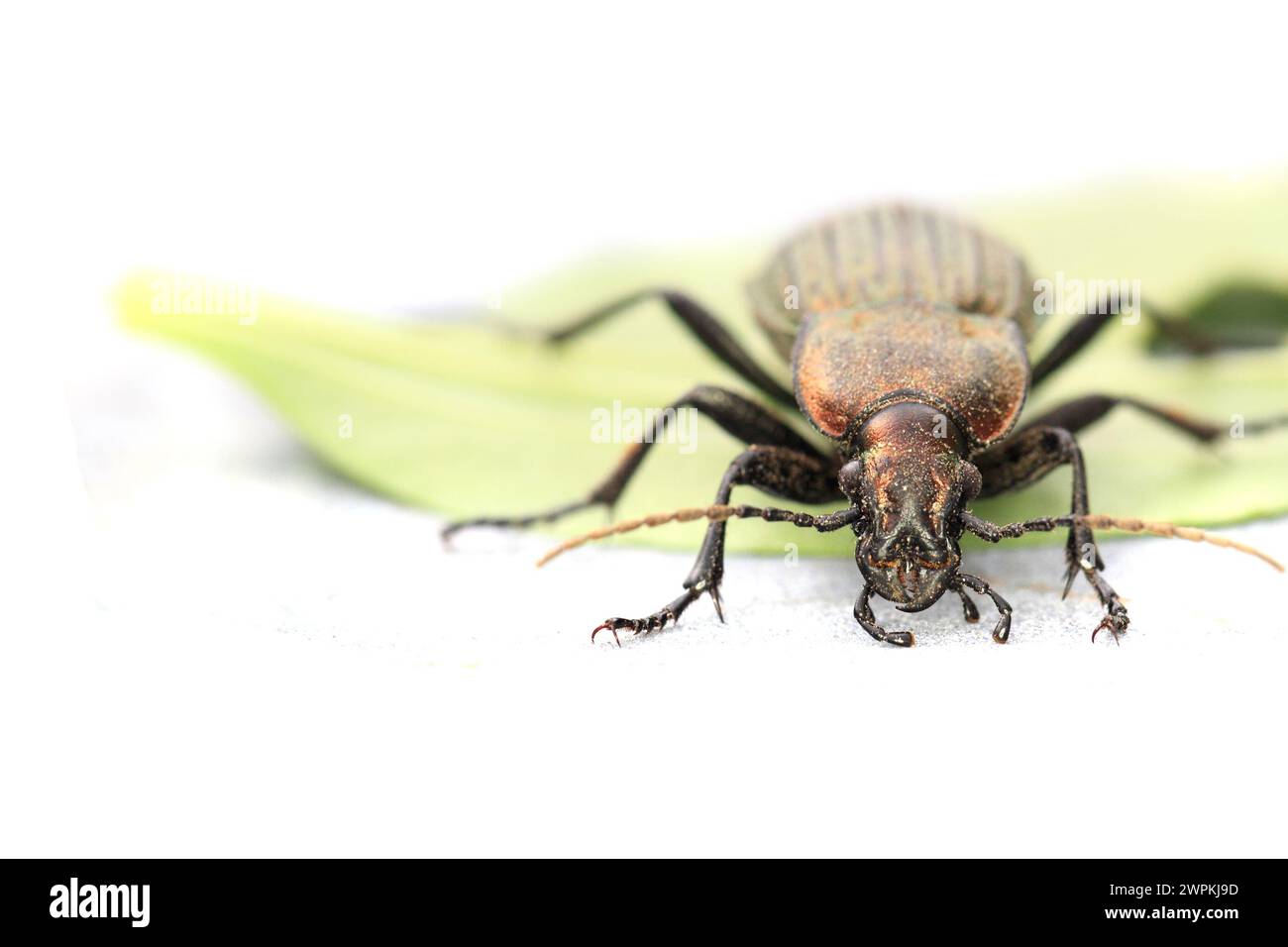 Carabus cancellatus (copper color bug) isolated on the white background Stock Photo