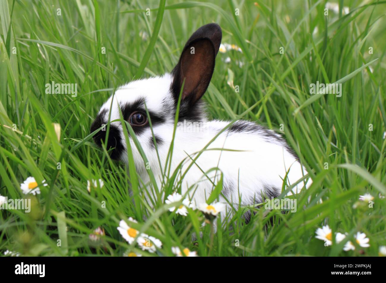 black and white rabbit in the green grass Stock Photo - Alamy