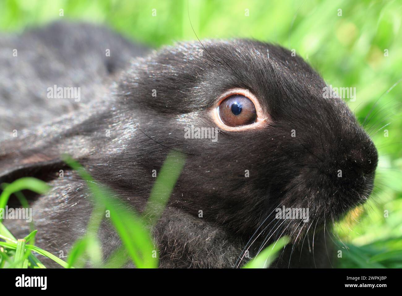 Small Black Rabbit small black rabbit in the green grass Stock Photo - Alamy