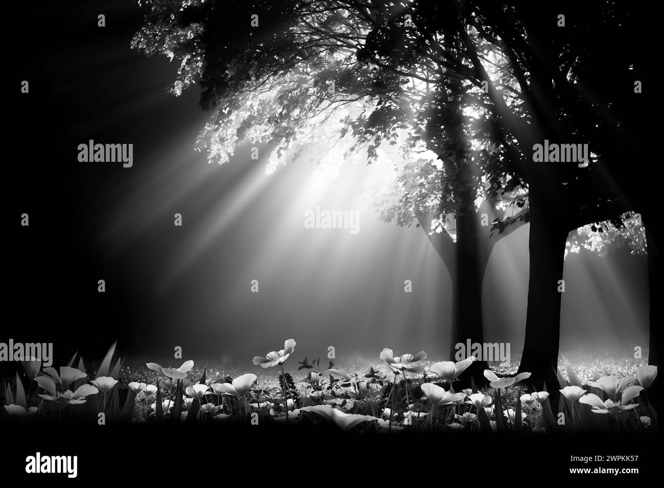 NIght light glowing through tree in artistic black and white and spring flowers under the tree landscape. Monotone artwork in Norfolk UK Stock Photo