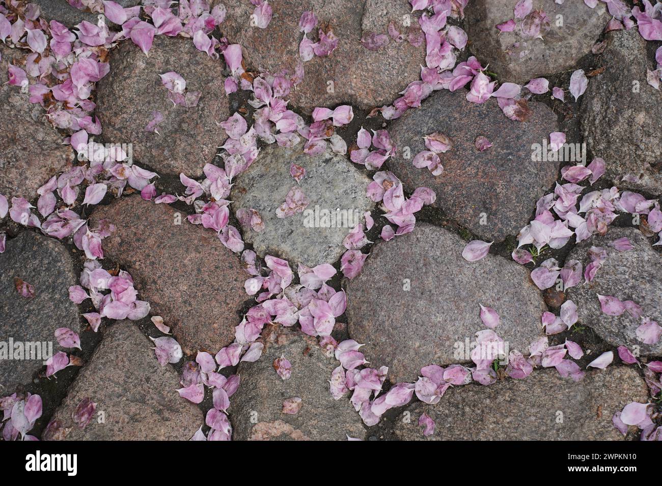 Close-up of pink cherry blossom petals falling on stone pavement during flowering in spring Stock Photo
