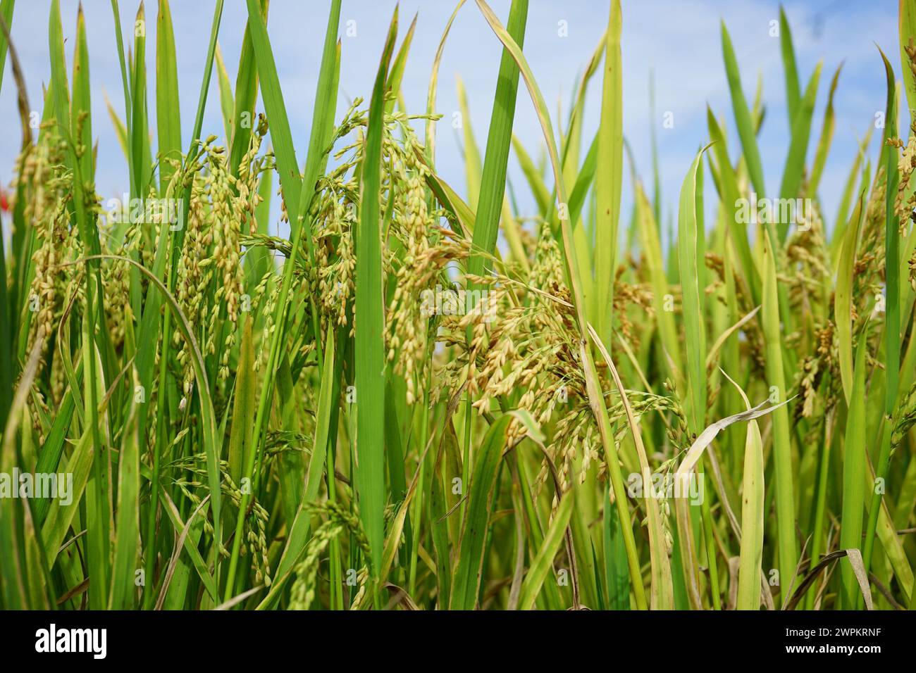 Spikelets Open In Rice Spikelet formation hi-res stock photography and images - Alamy