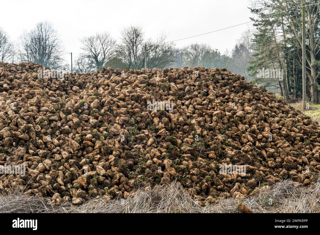 A pile of harvested sugar beet, Beta vulgaris, at the edge of a field in Norfolk. Stock Photo