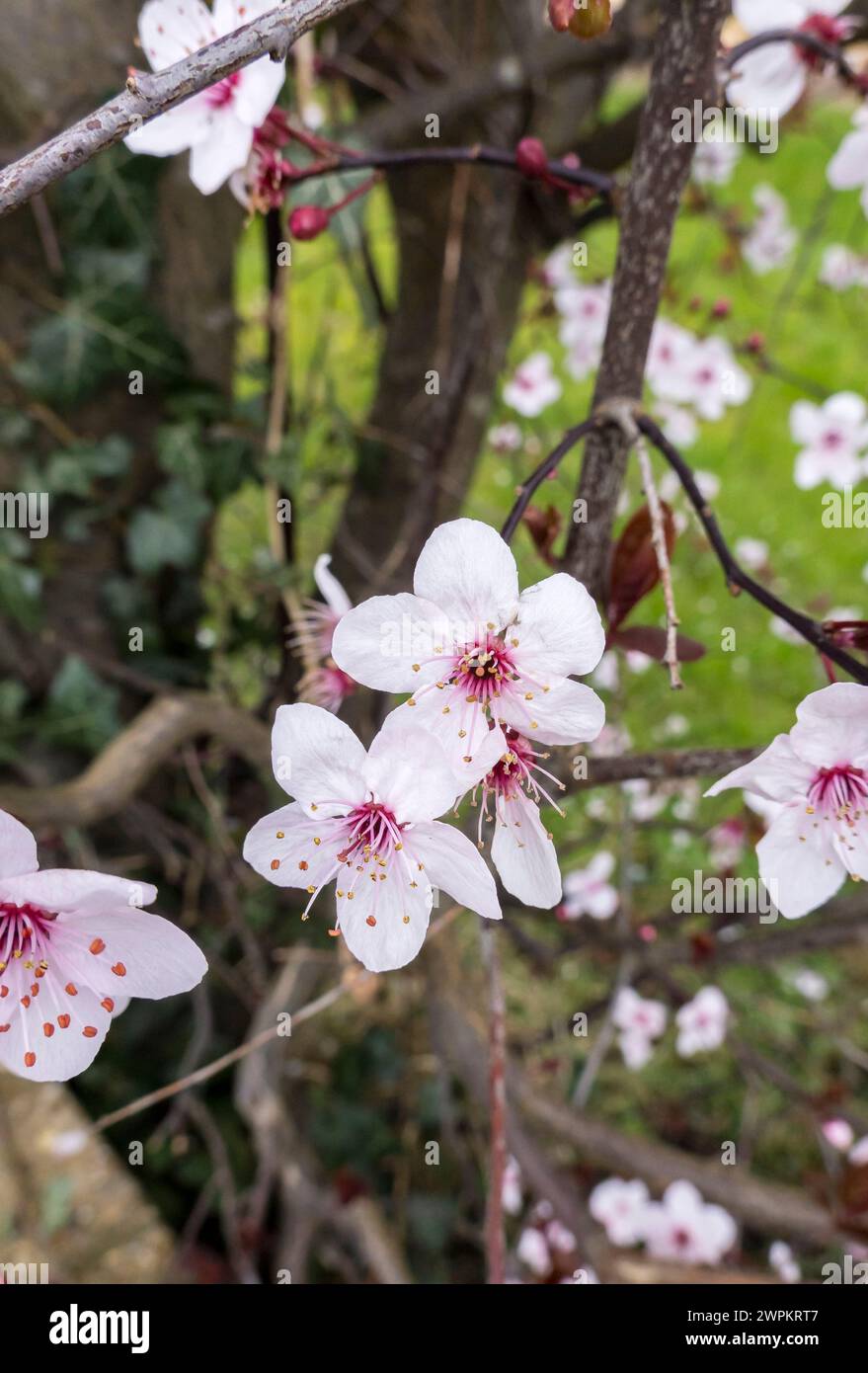 Plum tree hi-res stock photography and images - Alamy