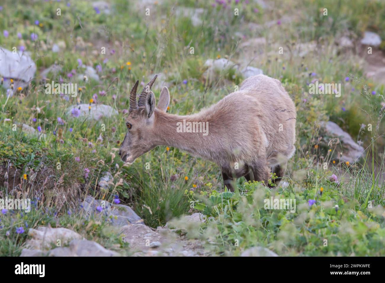 Female on rocky hill hi-res stock photography and images - Alamy