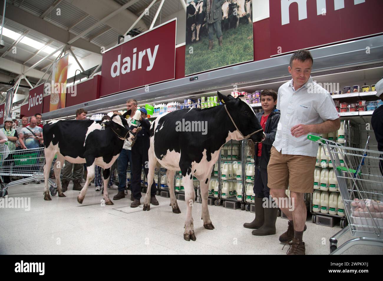 09/08/15  ***with video***  Protesting dairy farmers brought chaos to an Asda store today when they marched two cows through the aisles to the dairy p Stock Photo