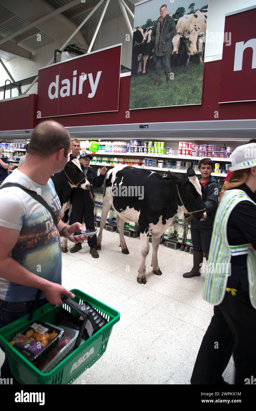 09/08/15  ***with video***  Protesting dairy farmers brought chaos to an Asda store today when they marched two cows through the aisles to the dairy p Stock Photo