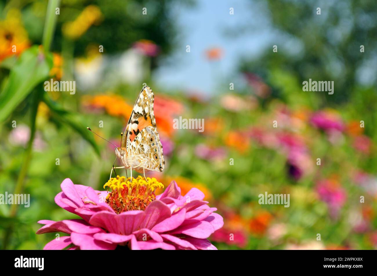 close-up of butterfly on the Zinnia at the meadow   in summer day Stock Photo