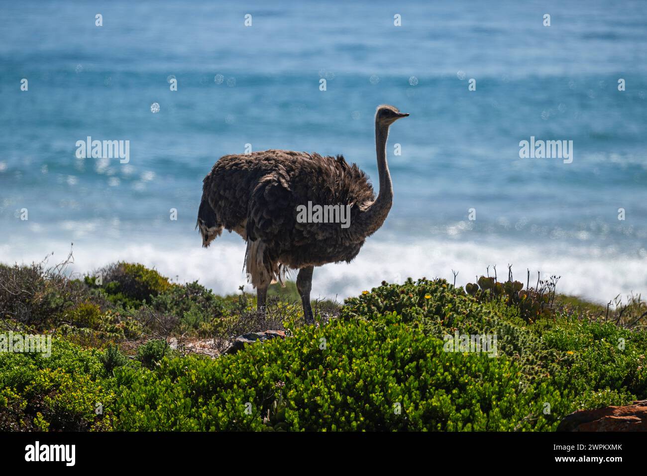 Ostrich in the Cape of Good Hope Nature Reserve, Cape Town, Cape Peninsula, South Africa, Africa Stock Photo