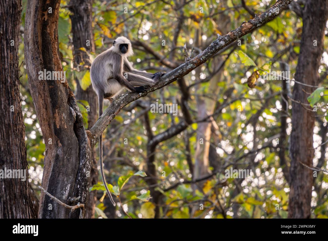 Blackfooted Langur Semnopithecus hypoleucos, beautiful popular