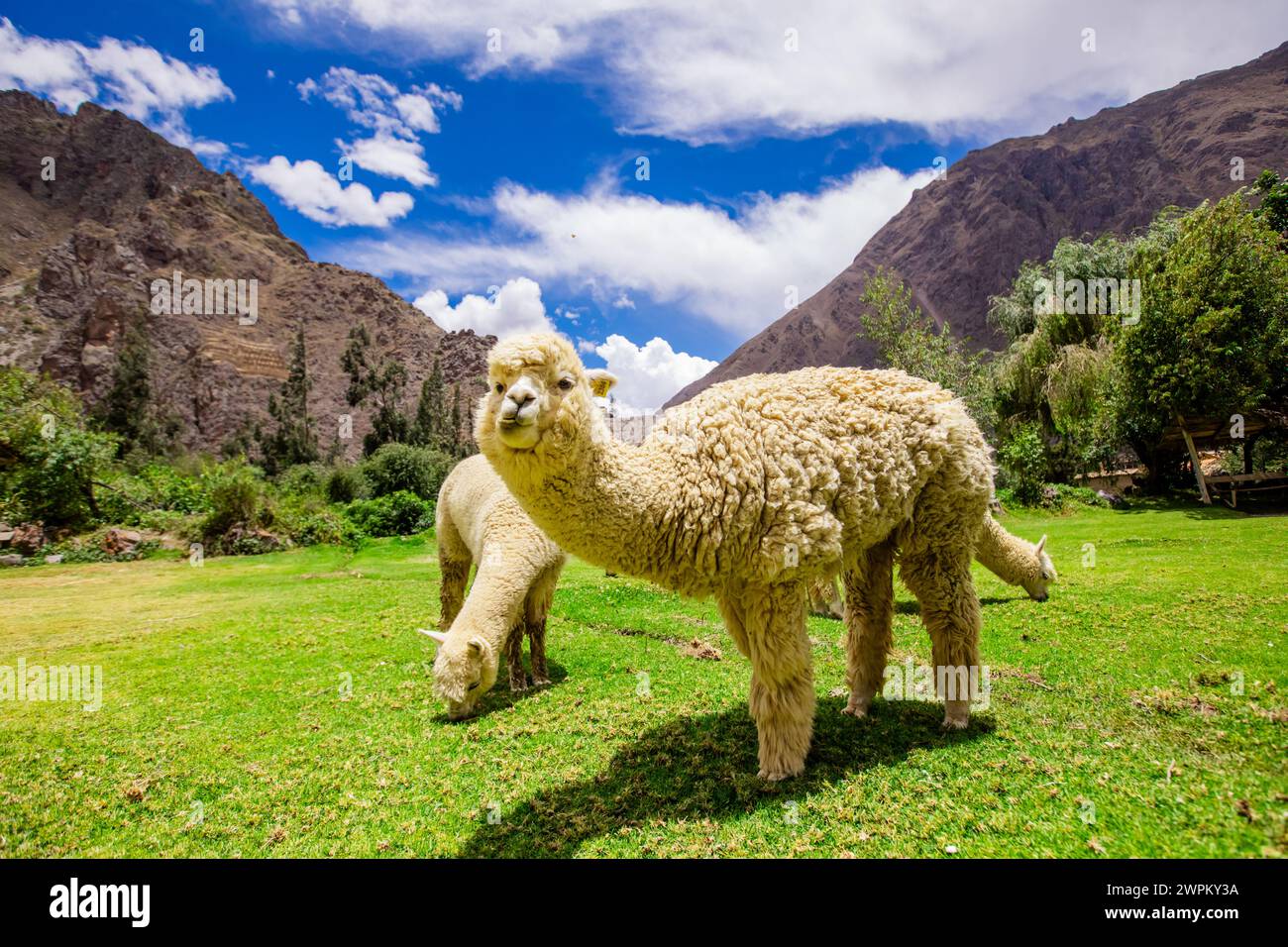 Alpaca in Ollantaytambo, Peru, South America Stock Photo