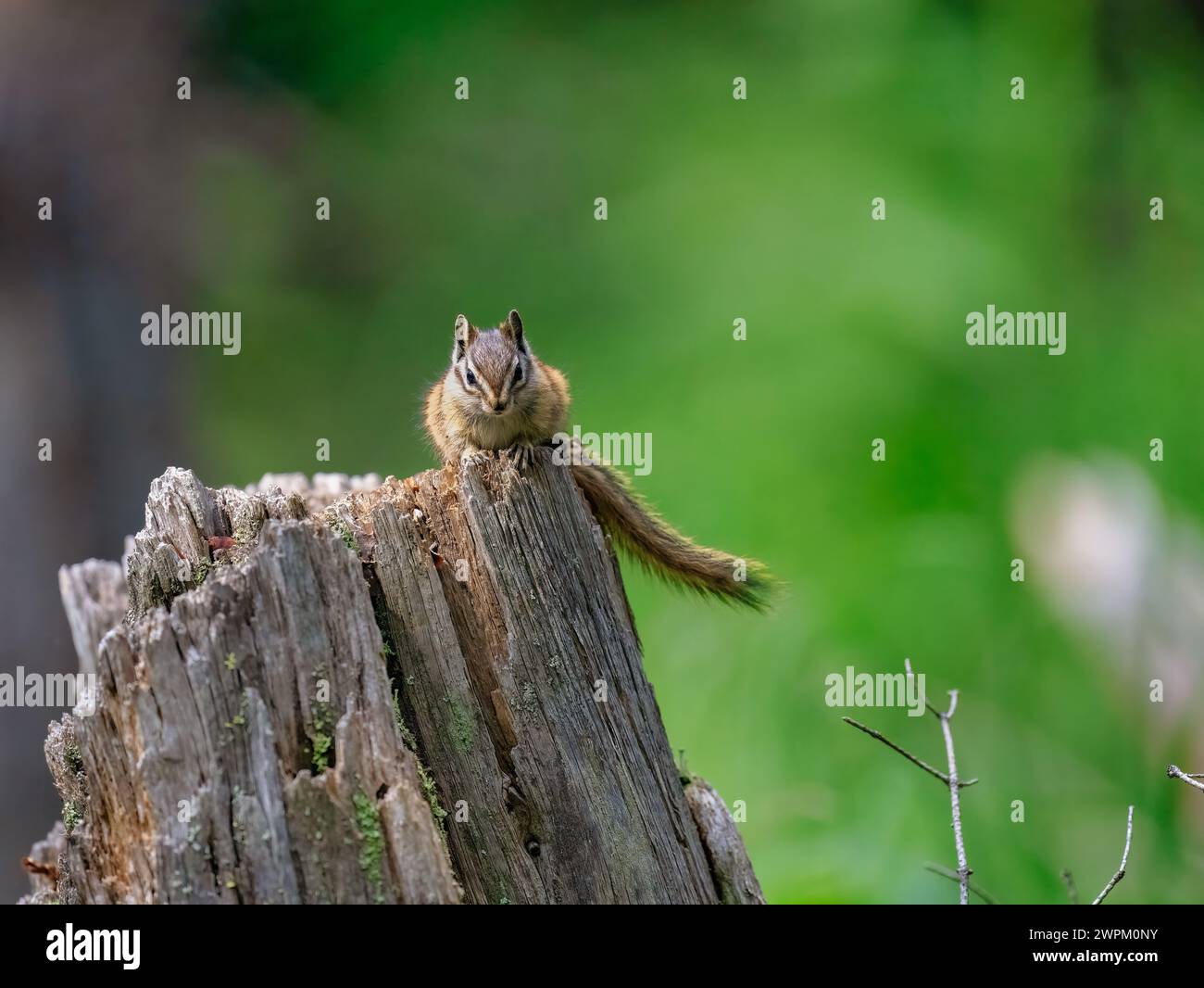 A Chipmunk (Tamias) on a log in the forest of Breckenridge, Colorado, United States of America, North America Stock Photo