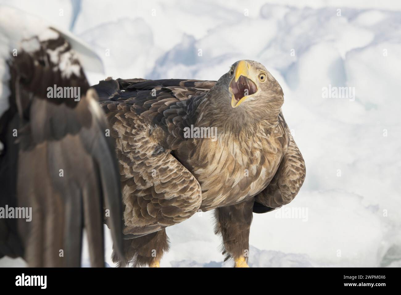 An adult White-tailed Eagle (Haliaeetus albicilla) being threatened on the sea ice off Rausu, Hokkaido, Japan Stock Photo