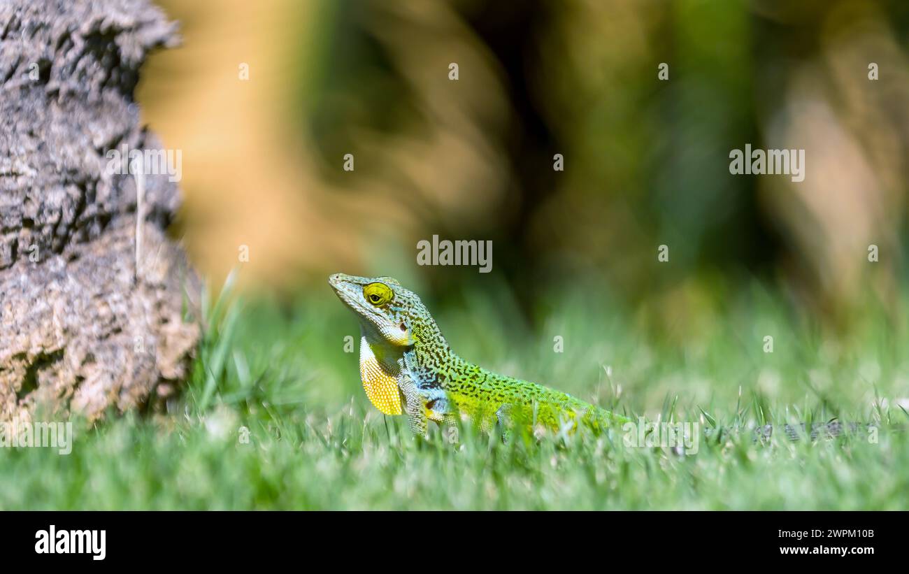 Antiguan Anole Lizard (Anolis Leachii), Bermuda, North Atlantic, North America Stock Photo