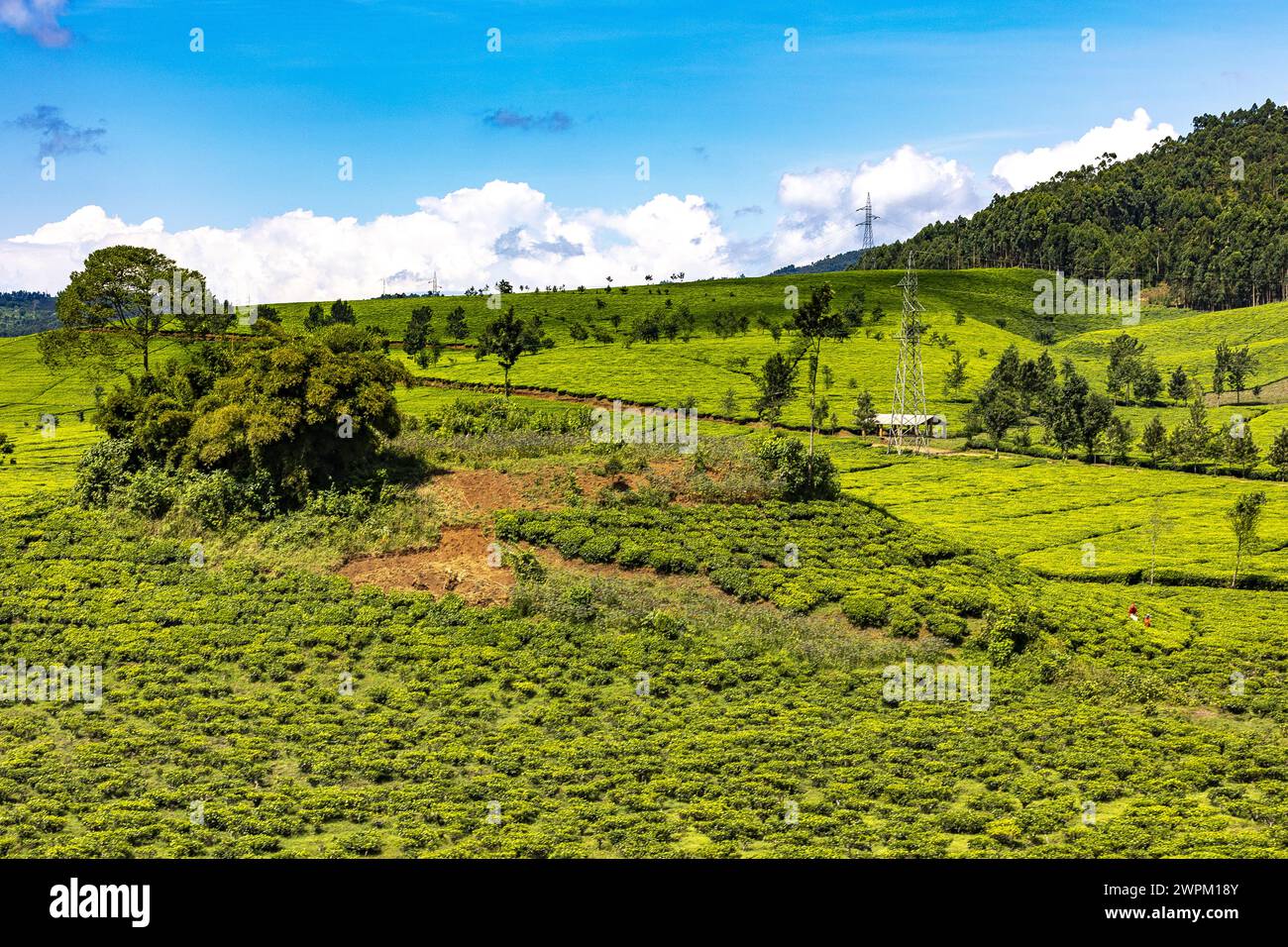 Tea estate in western province, Rwanda, Africa Stock Photo