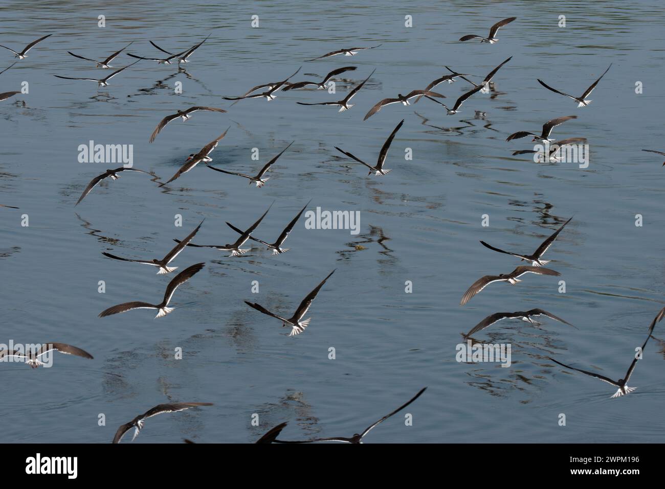 Flight of African skimmers along the Nile river, Murchison Falls National Park, Uganda, East Africa, Africa Stock Photo