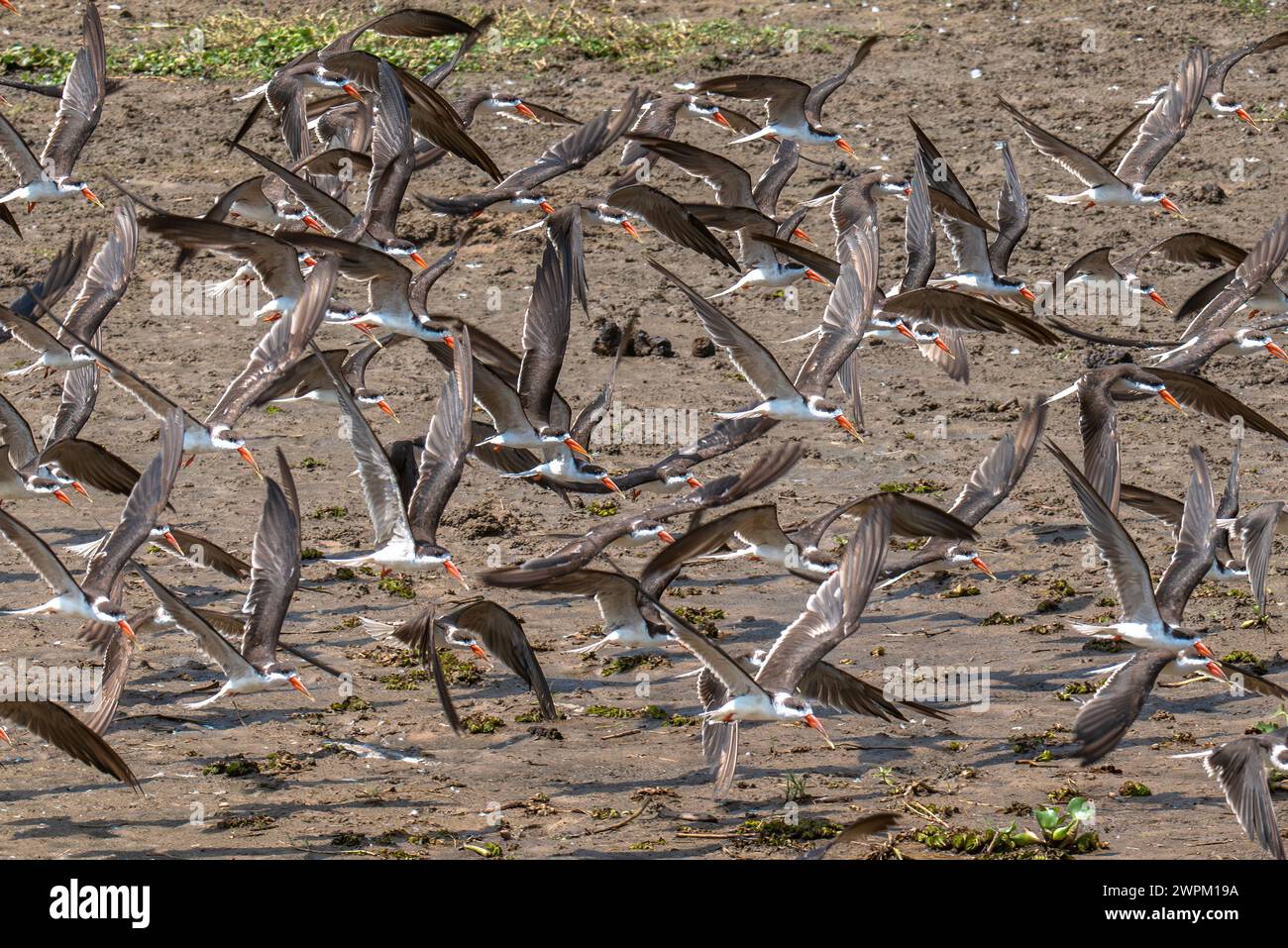 Flight of African skimmers along the Nile river, Murchison Falls National Park, Uganda, East Africa, Africa Stock Photo
