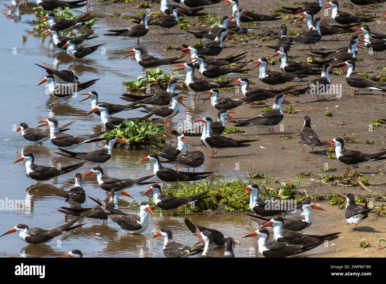 African skimmers along the Nile River, Murchison Falls National Park, Uganda, East Africa, Africa Stock Photo