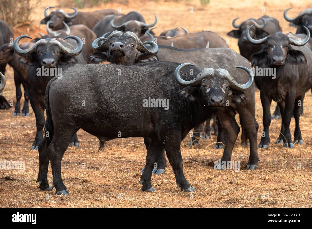Buffalo lowing in Murchison Falls National Park, Uganda, East Africa, Africa Stock Photo