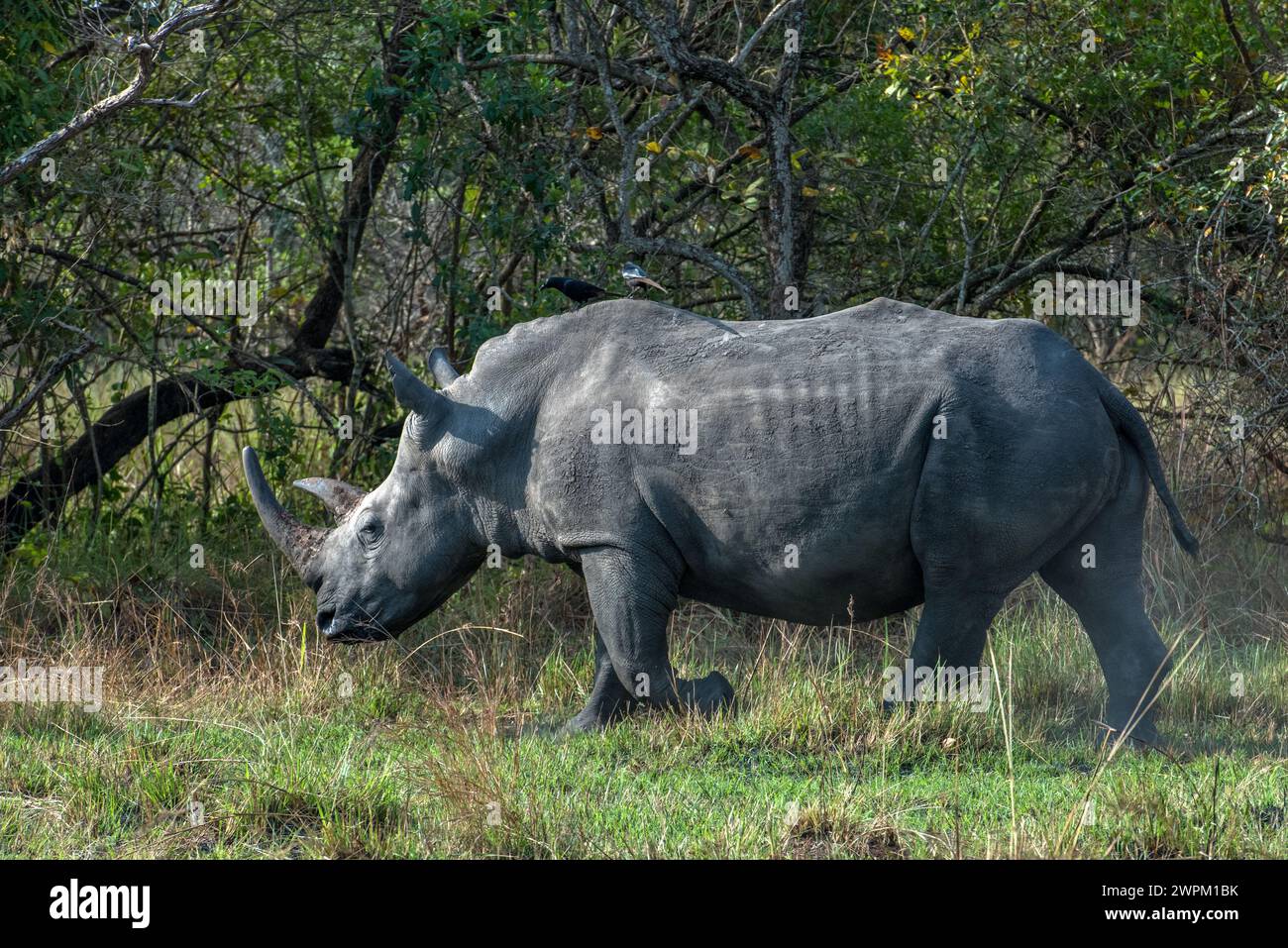 Rhinoceros at Ziwa Rhino Sanctuary, Uganda, East Africa, Africa Stock Photo