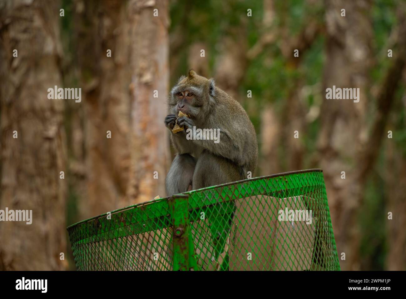 View of Mauritius Cynomolgus Monkey (Crab-eating Macaque), Savanne District, Mauritius, Indian Ocean, Africa Stock Photo