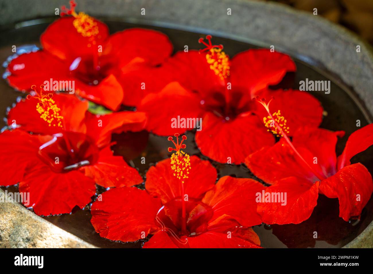 View of red hibisus flowers in hotel reception, Cap Malheureux, Mauritius, Indian Ocean, Africa Stock Photo