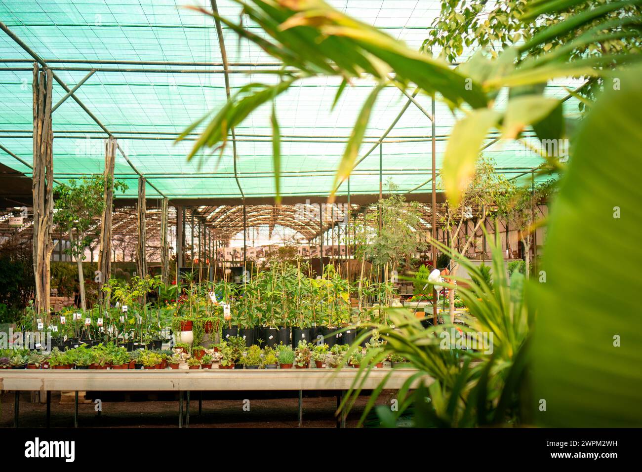 A greenhouse bursting with vibrant green plants, creating a lush and thriving environment under spring sunlight. Stock Photo