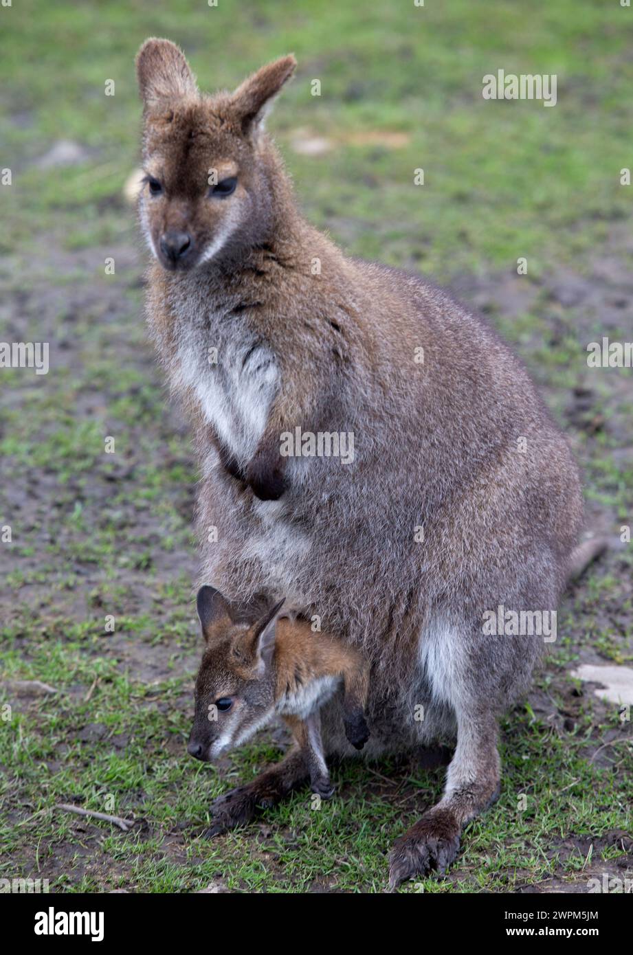 Spring Wallaby 13/04/16 Wallaby with young joey emerging form its pouch. Spring is in ...