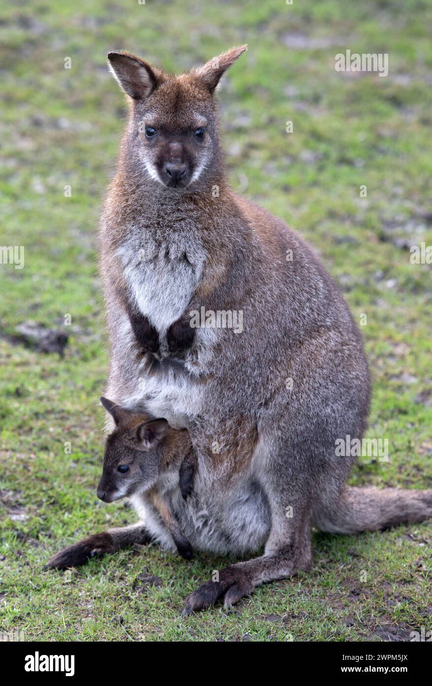 Spring Wallaby 13/04/16 Wallaby with young joey emerging form its pouch. Spring is in ...