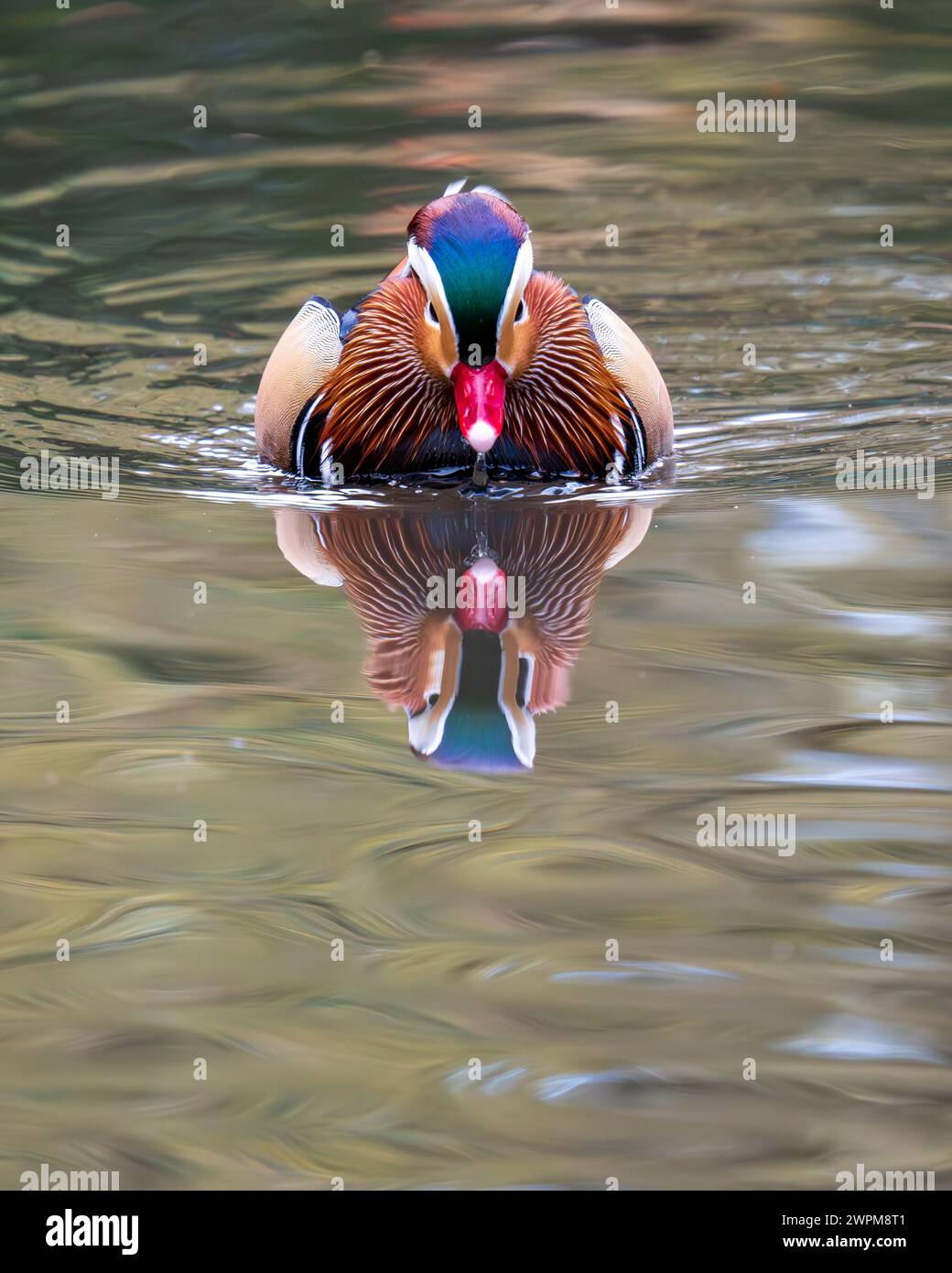 Mandarin duck swimming on a lake hi-res stock photography and images ...