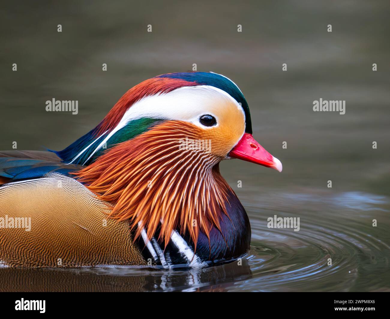 Mandarin Duck Swimming on a Lake Stock Photo - Alamy
