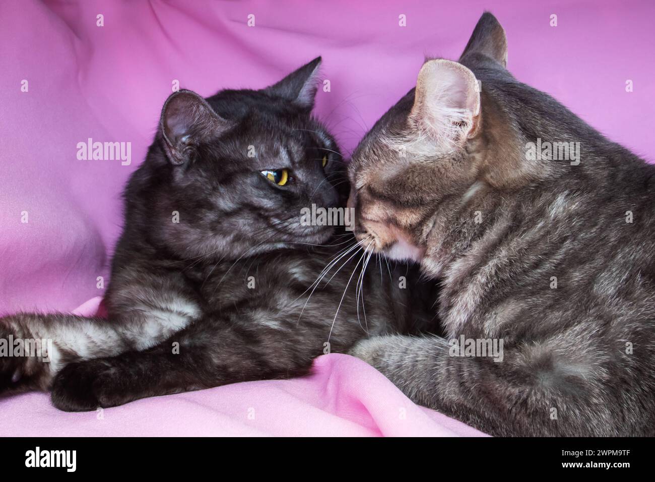 Two gray cats on a pink bed close up Stock Photo