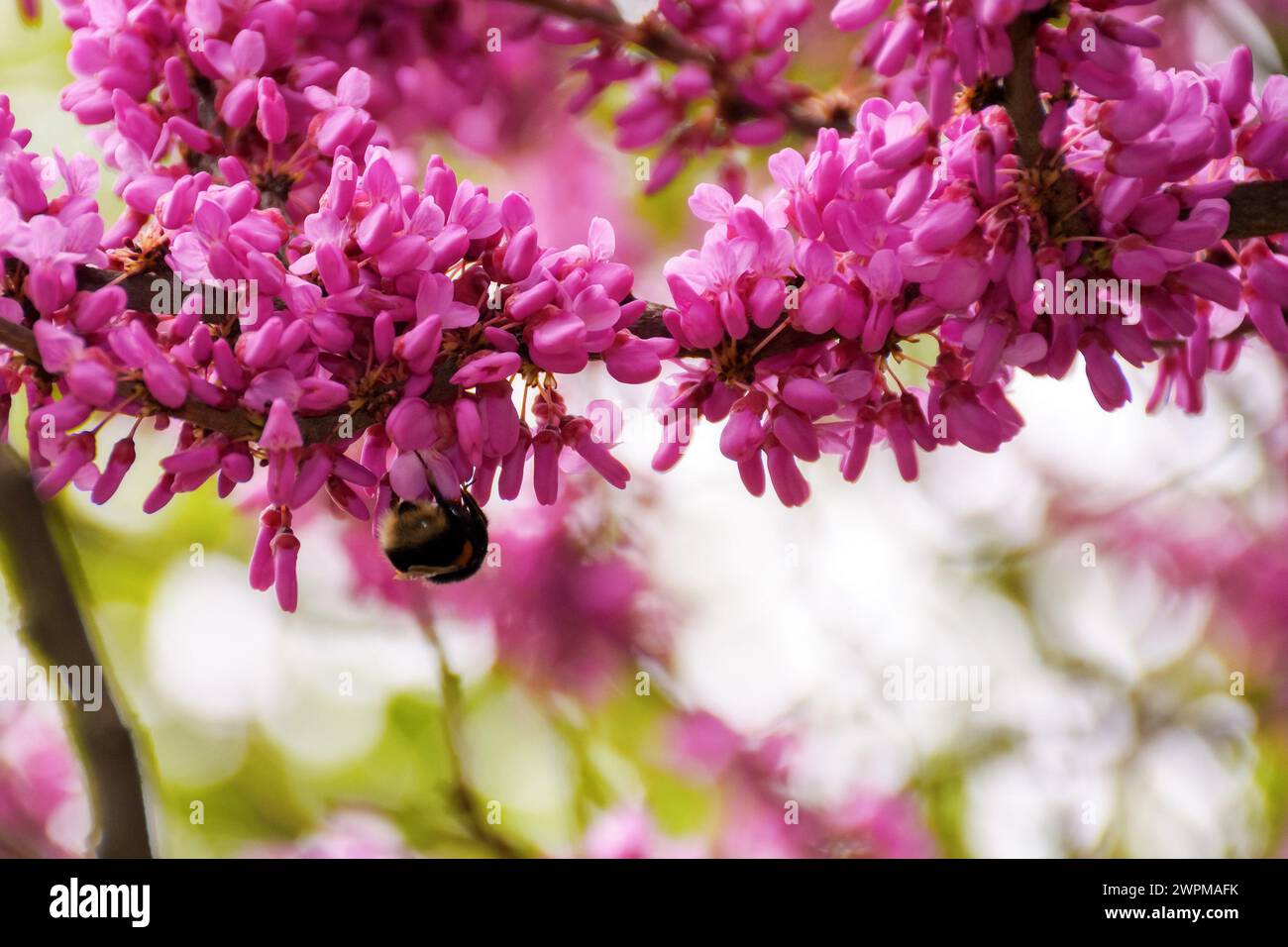 bee among pink blossom of judas tree. floral background in spring Stock Photo