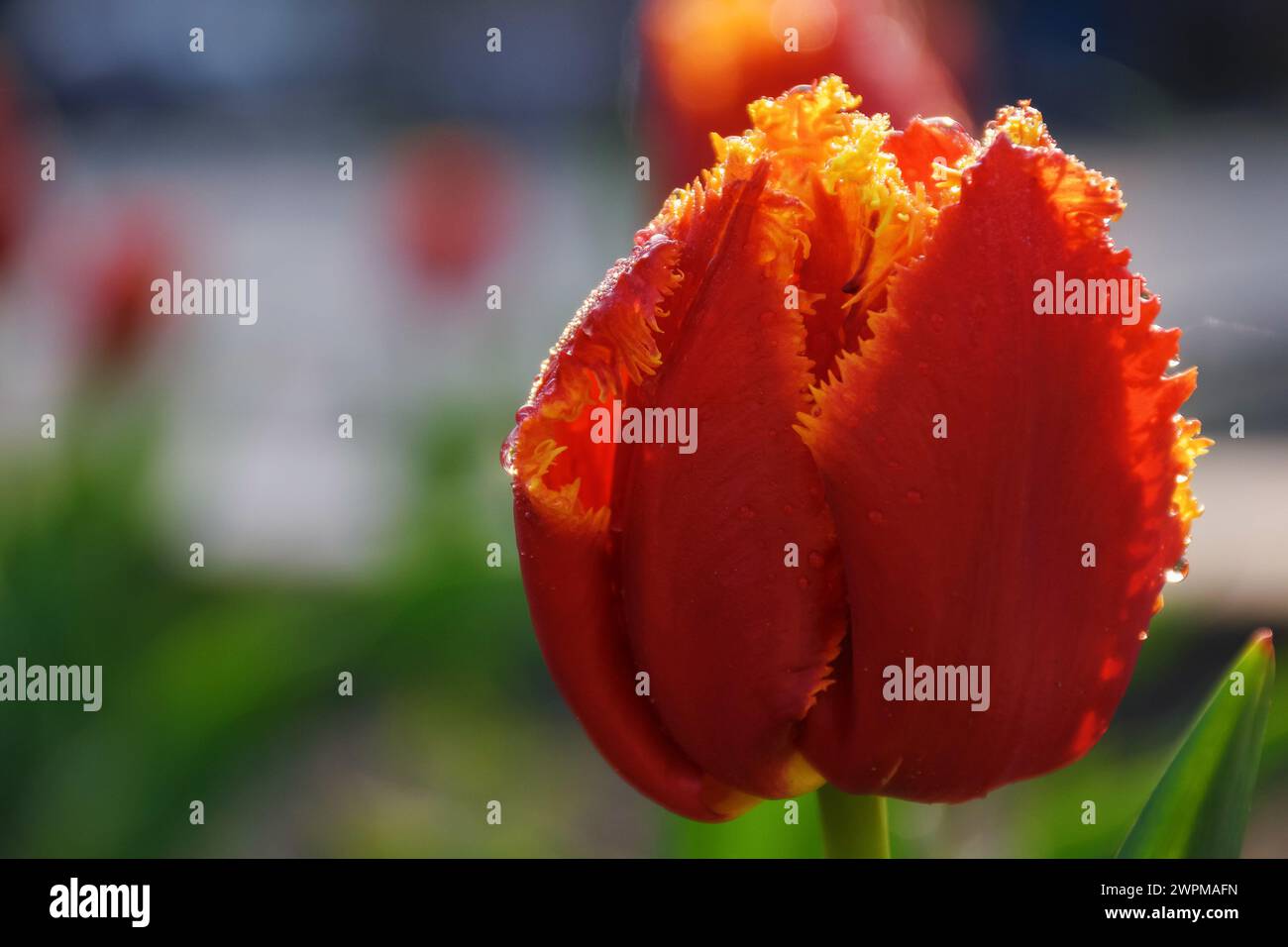 closeup of red tulip flower head on a sunny day. spring holiday season background Stock Photo