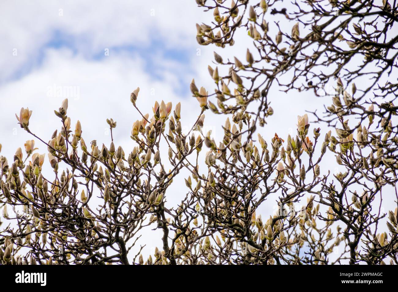 magnolia soulangeana buds on the branch. beautiful nature background flowering tree against blue sky in spring on a sunny day Stock Photo