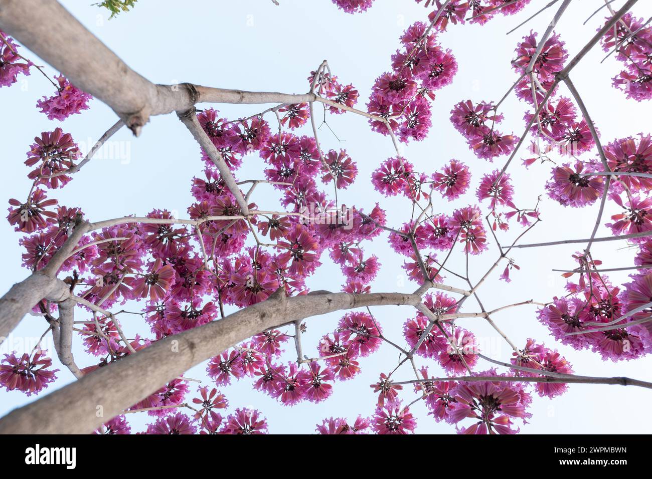 low angle view beautiful blooming Tabebuia Rosea or Tabebuia Chrysantha Nichols under blue sky horizontal composition Stock Photo