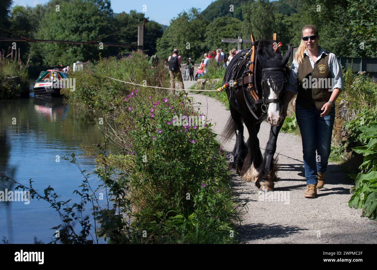 29/08/16  Corinne Rose leads her 14-year-old shire horse, Chelsea, pulling narrow boat 'Birdswood' on a Bank Holiday special along the tow path on the Stock Photo