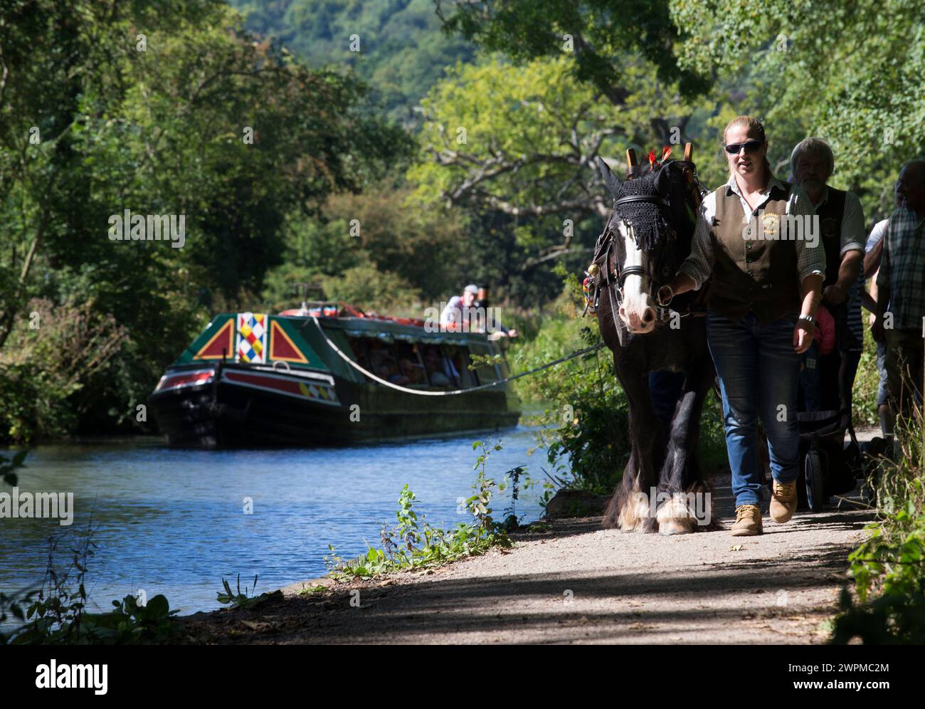 29/08/16  Corinne Rose leads her 14-year-old shire horse, Chelsea, pulling narrow boat 'Birdswood' on a Bank Holiday special along the tow path on the Stock Photo