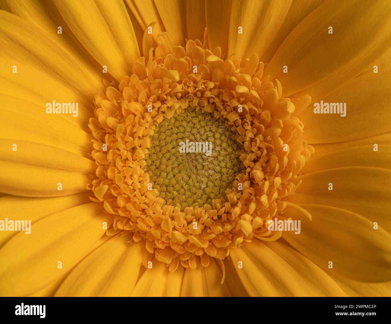 Close-up of the centre of a  yellow gerbera Stock Photo